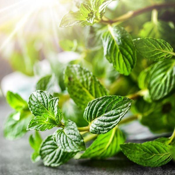 Peppermint