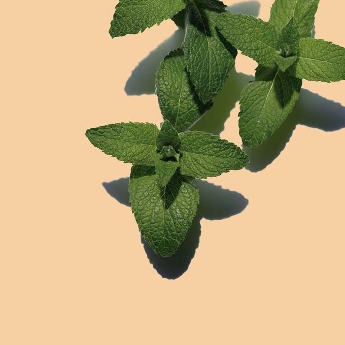 Peppermint & Menthol