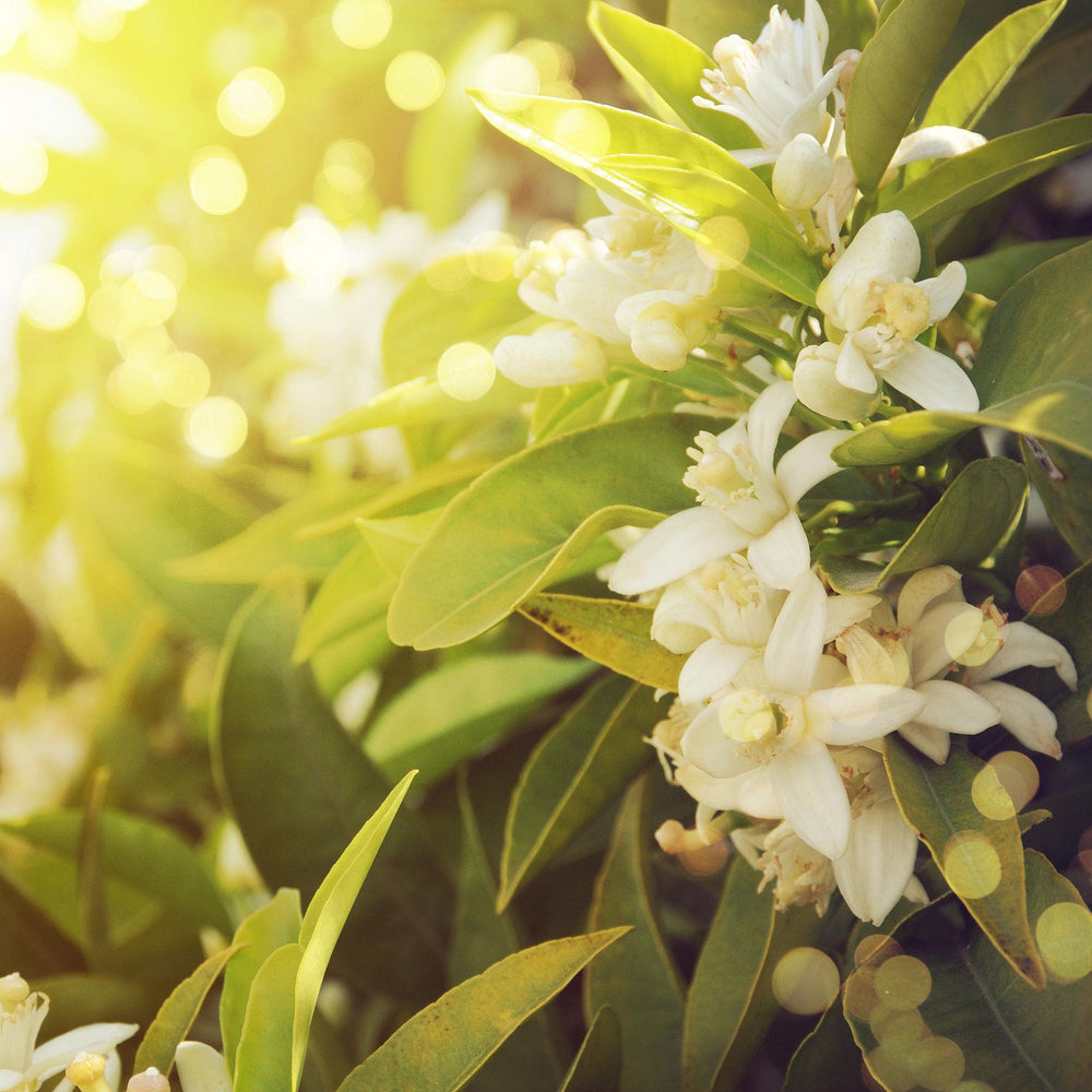 Neroli Oil