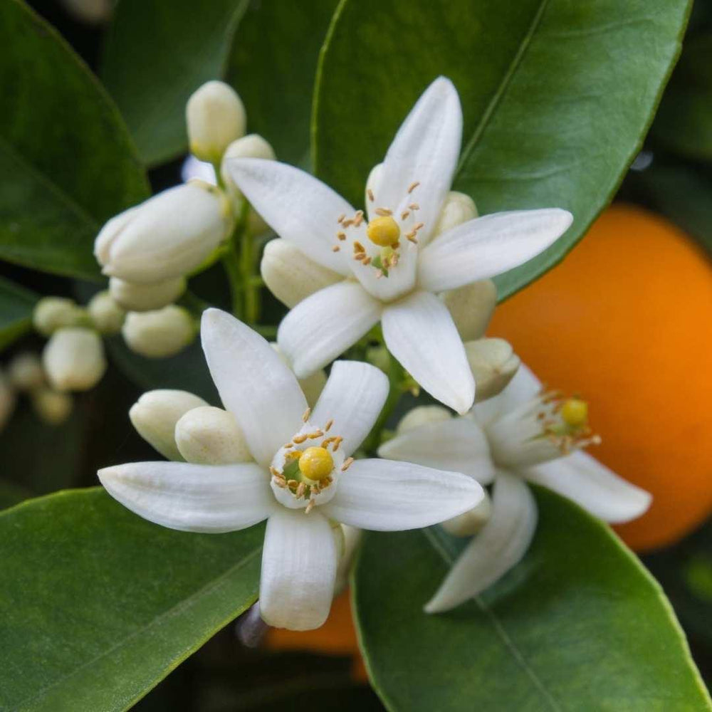 Pure Neroli Essential Oil