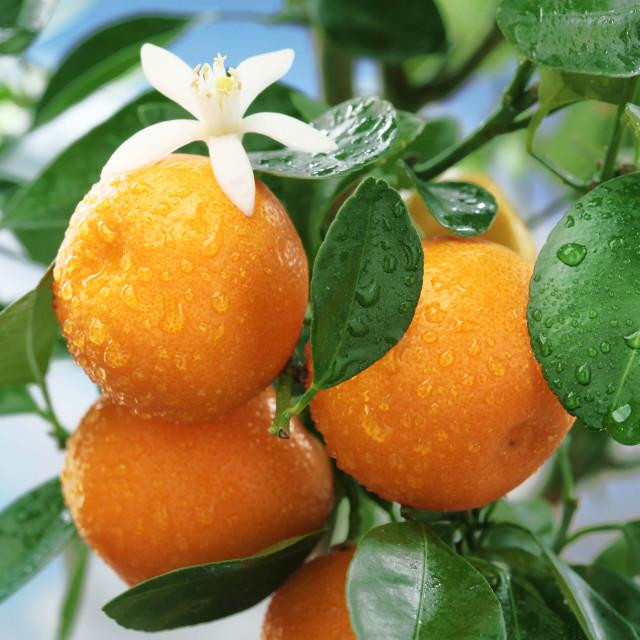 Sweet Orange-Blossom Notes